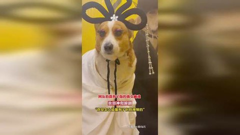 倩女幽魂带狗什么意思[图1]